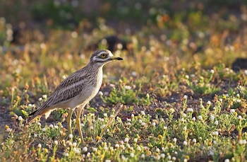 Ejemplar de alcaraván común. (Frank Vassen/Wikimedia Commons)