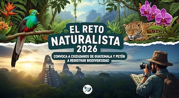 Ilustración de un quetzal, un jaguar, orquídeas y pirámides Mayas en la selva, con un naturalista fotografiando. Anuncia El Reto Naturalista 2026.