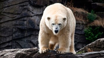 Cómo ayudaron los osos a