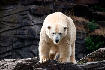 Las huellas de los osos
