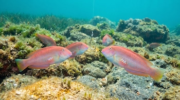 Grupo de raores perlados, un anzuelo con sedal, fondo marino rocoso cubierto de algas y arena en aguas claras.