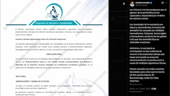 El informe forense confirmó que Kira murió por trauma craneoencefálico y descartó el envenenamiento como causa de muerte - crédito @Cportilla40 / X