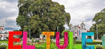 El árbol del Tule es