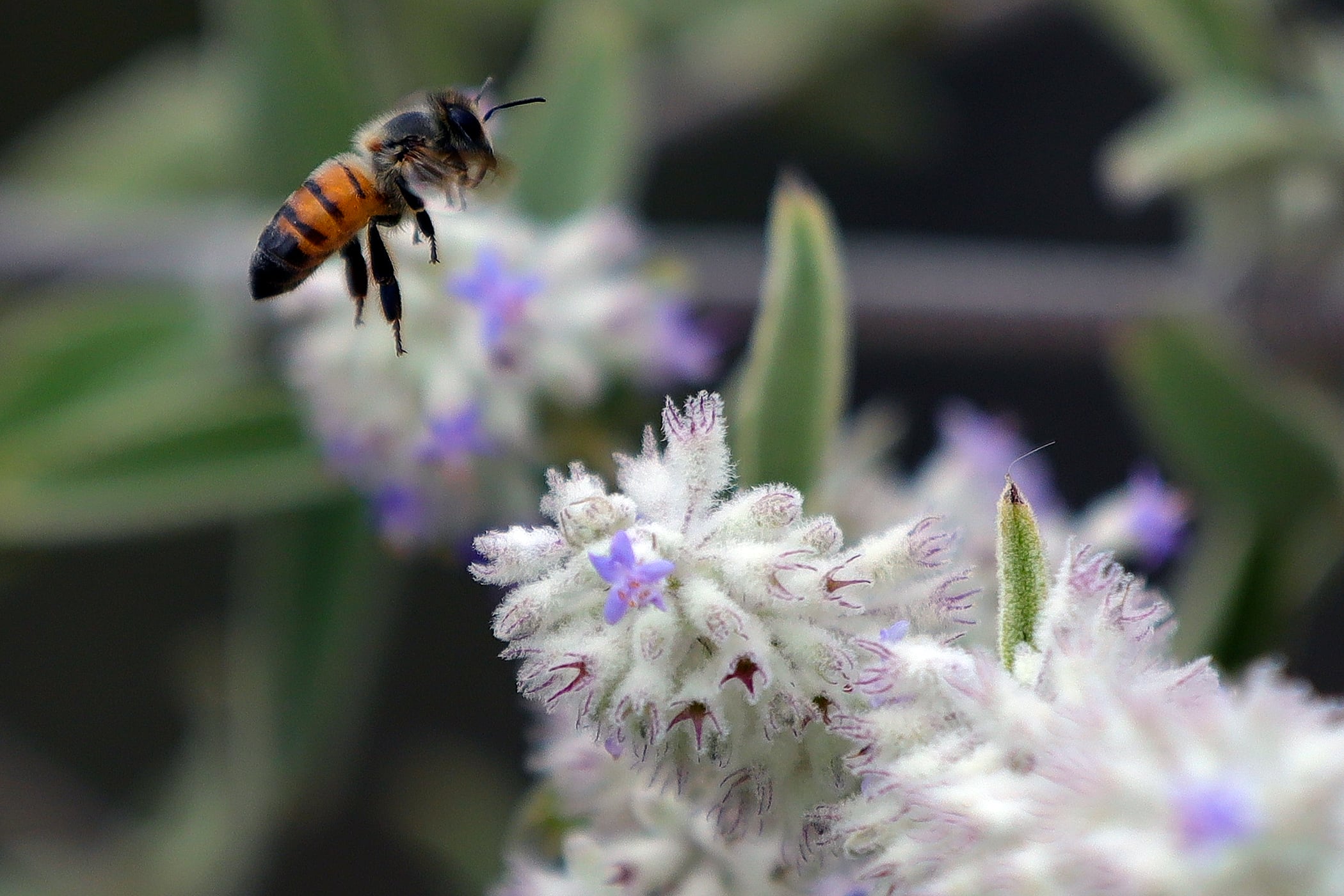 Un estudio publicado en la revista PNAS examinó cuatro millones de registros de insectos polinizadores entre 1921 y 2020 (EFE/Carlos Zepeda/ARCHIVO)