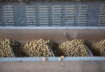 El grueso de la soja