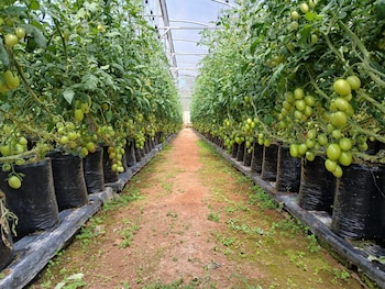 El Salvador refuerza la autosuficiencia