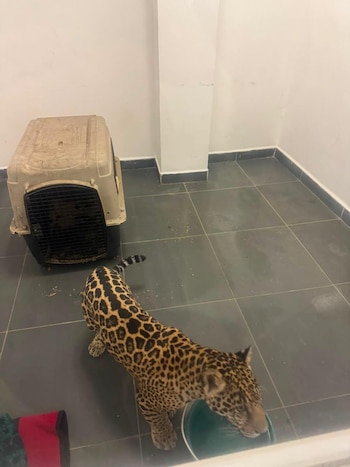 Michoacán, jaguar