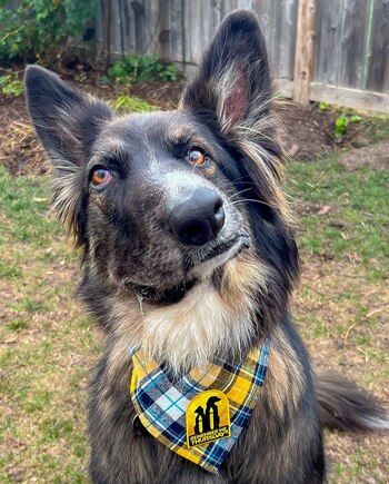 El canino fue adaptado por