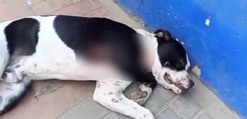 Al parecer, el uniformado le