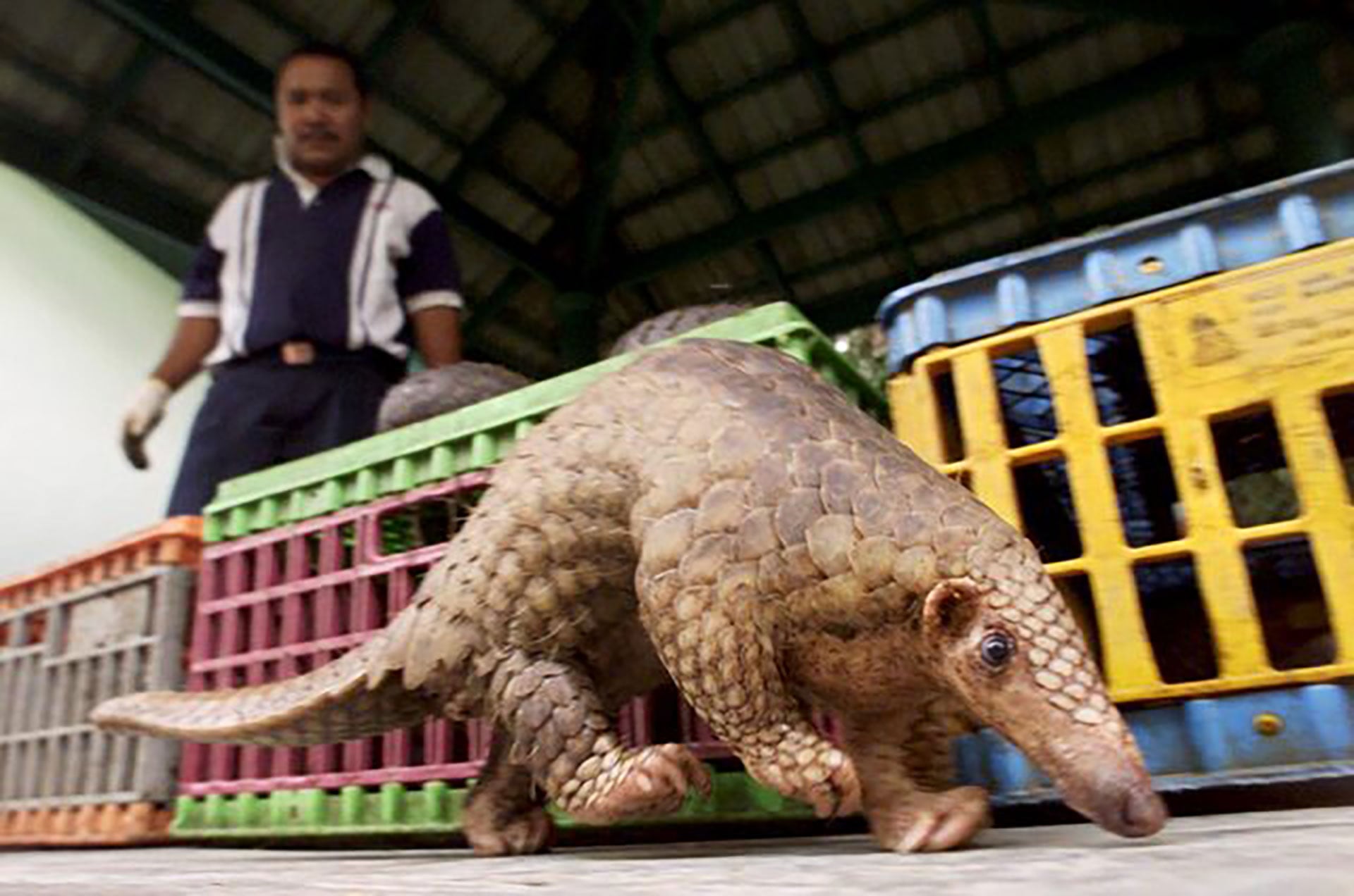 El pangolín se encuentra entre los mamíferos silvestres con mayor nivel de tráfico en el planeta por la demanda de sus escamas (REUTERS)