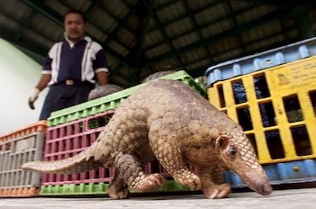 Pangolín