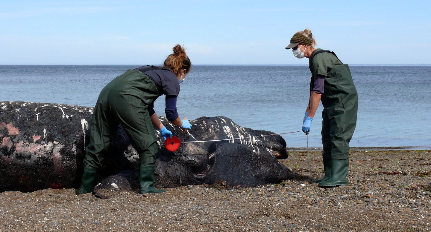 Estudios de años anteriores detectaron la bacteria Erysipelothrix rhusiopathiae en heridas de ballenatos causadas por ataques de gaviotas (Instituto de Conservación de Ballenas)