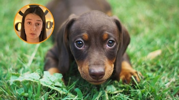 Montaje de Infobae en el