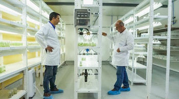 Las variedades Única y Floresta,