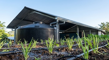 Un gran tanque negro de agua bajo un techo metálico con tuberías y un cultivo de brotes verdes regado con tubos de goteo.