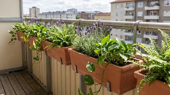Primer plano de macetas colgantes de terracota en la baranda de un balcón. Contienen lavanda floreciendo, helechos y potus. Al fondo, edificios urbanos bajo cielo nublado.
