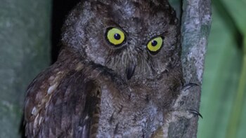 Esta ave tiene un sonido