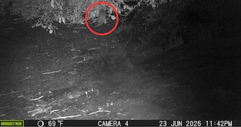 Imagen granulada de cámara trampa, blanco y negro, con un animal borroso entre vegetación. Un círculo rojo resalta al animal. Muestra temperatura y fecha
