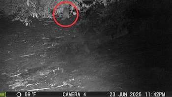 Una nutria reaparece en el Bronx por primera vez en un siglo: asombro en Nueva York