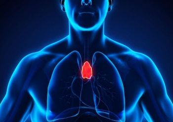 Ubicación de la glándula timo