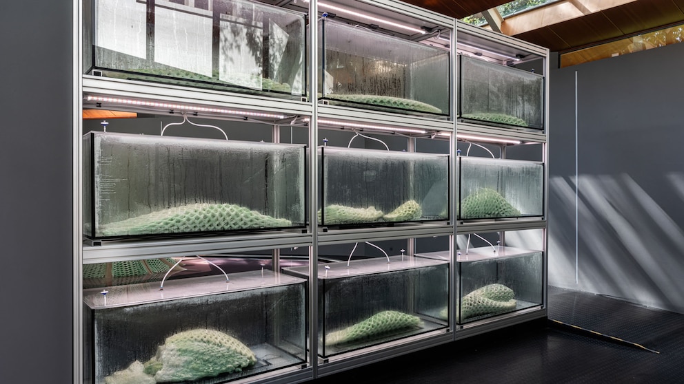 Un hidrogel con cianobacterias podría revolucionar la lucha contra el cambio climático urbano