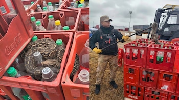 Serpiente en cajas rojas de Coca-Cola con botellas vacías (izquierda). Oficial con guantes amarillos y uniforme táctico retira serpiente grande con pértiga (derecha).