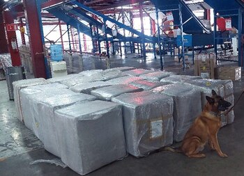 900 kilos marihuana en Veracruz decomisados por la Guardia Nacional