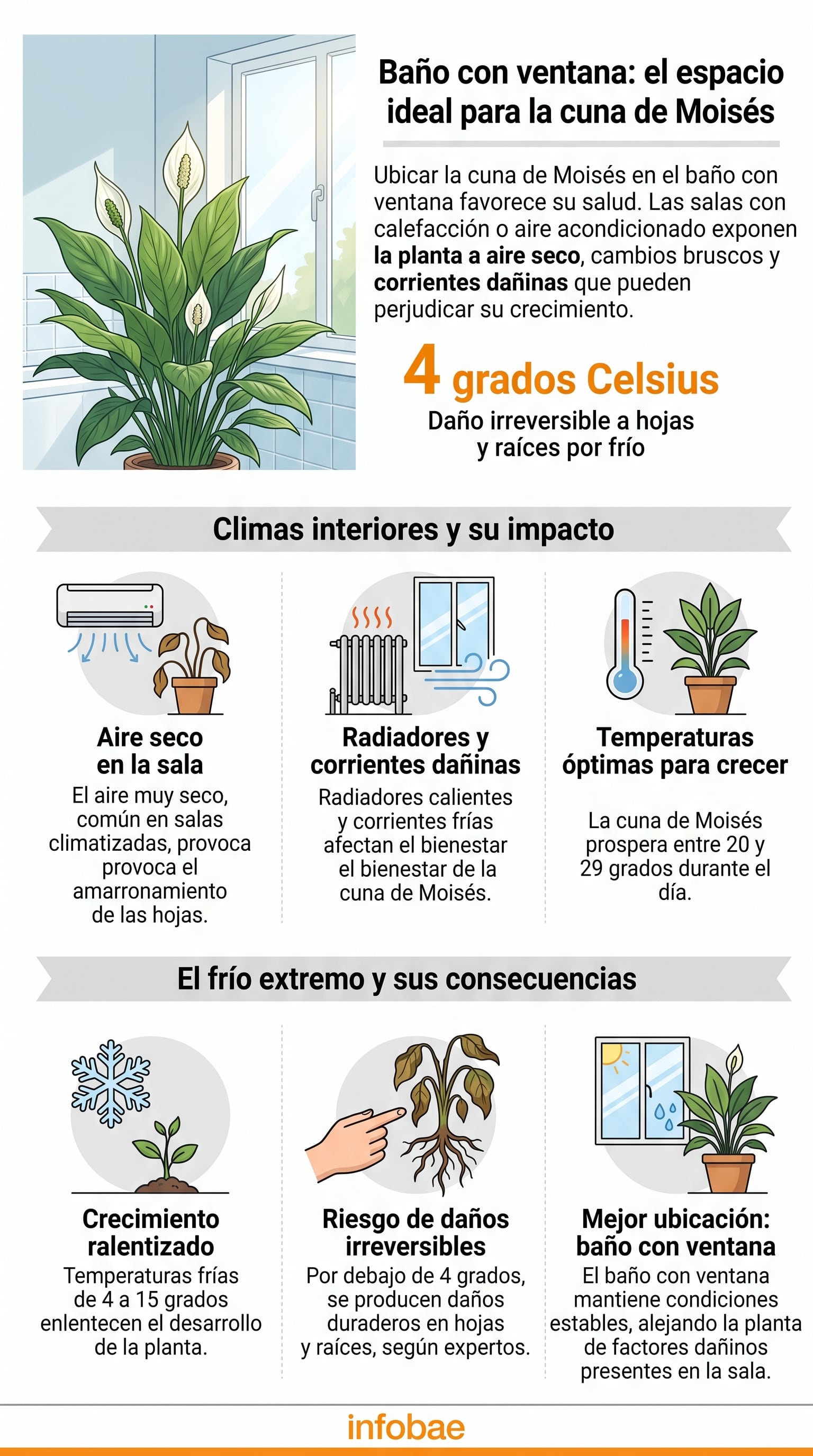 El Jardín Botánico de Missouri documenta que la planta prospera entre 20 y 29 grados Celsius durante el día. (Imagen Ilustrativa Infobae)