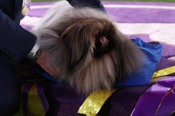 Su nariz es negra, ancha