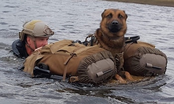 Son grandes perros de rescate