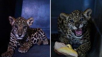 Los otorongos, también conocidos como