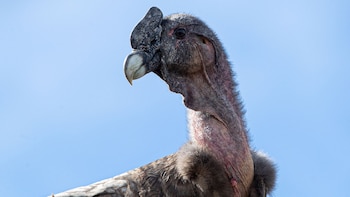 7 cóndores fueron liberados el