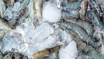 camarones - refrigeración