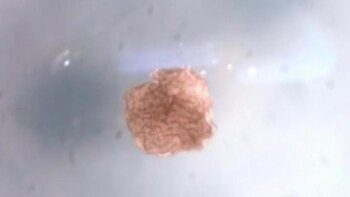 Los “robots vivos” fueron