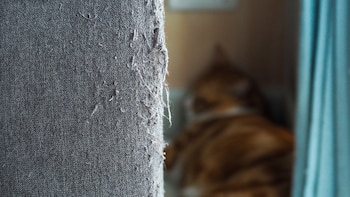 Las razones por las que tu gato araña el sofá, según un veterinario