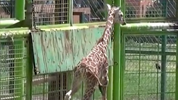 (Foto: captura de pantalla video