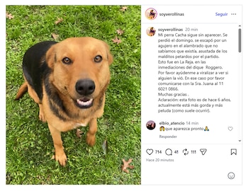 Perra de pelaje marrón y negro sentada sobre césped verde, con un post de Instagram sobre su búsqueda visible al lado