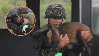 Candy, la perrita de la Sexta Brigada del Ejército, fue evacuada de emergencia tras ataque de serpiente