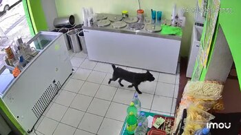 El perro de pelaje negro