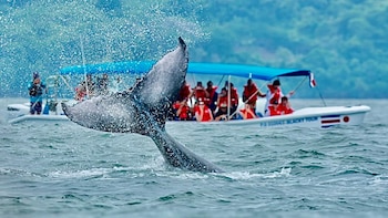 Ballenas jorobadas protagonizarán festival en Costa Rica con avistamientos, conciertos y actividades familiares