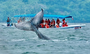 Las ballenas jorobadas recorren miles de kilómetros hasta el Pacífico Sur de Costa Rica para reproducirse y permanecer durante los primeros meses de vida de sus crías. Crédito: ICT
