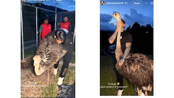 Yeferson Cossio generó controversia en redes al mostrar la llegada de un nuevo avestruz a su finca en Guatapé y pedir sugerencias de nombre a sus seguidores - crédito @yefersoncossio / Instagram