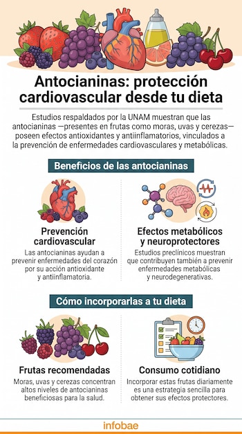 Infografía ilustrada con moras, uvas, cerezas, un corazón, un cerebro y textos explicativos sobre los beneficios de las antocianinas.