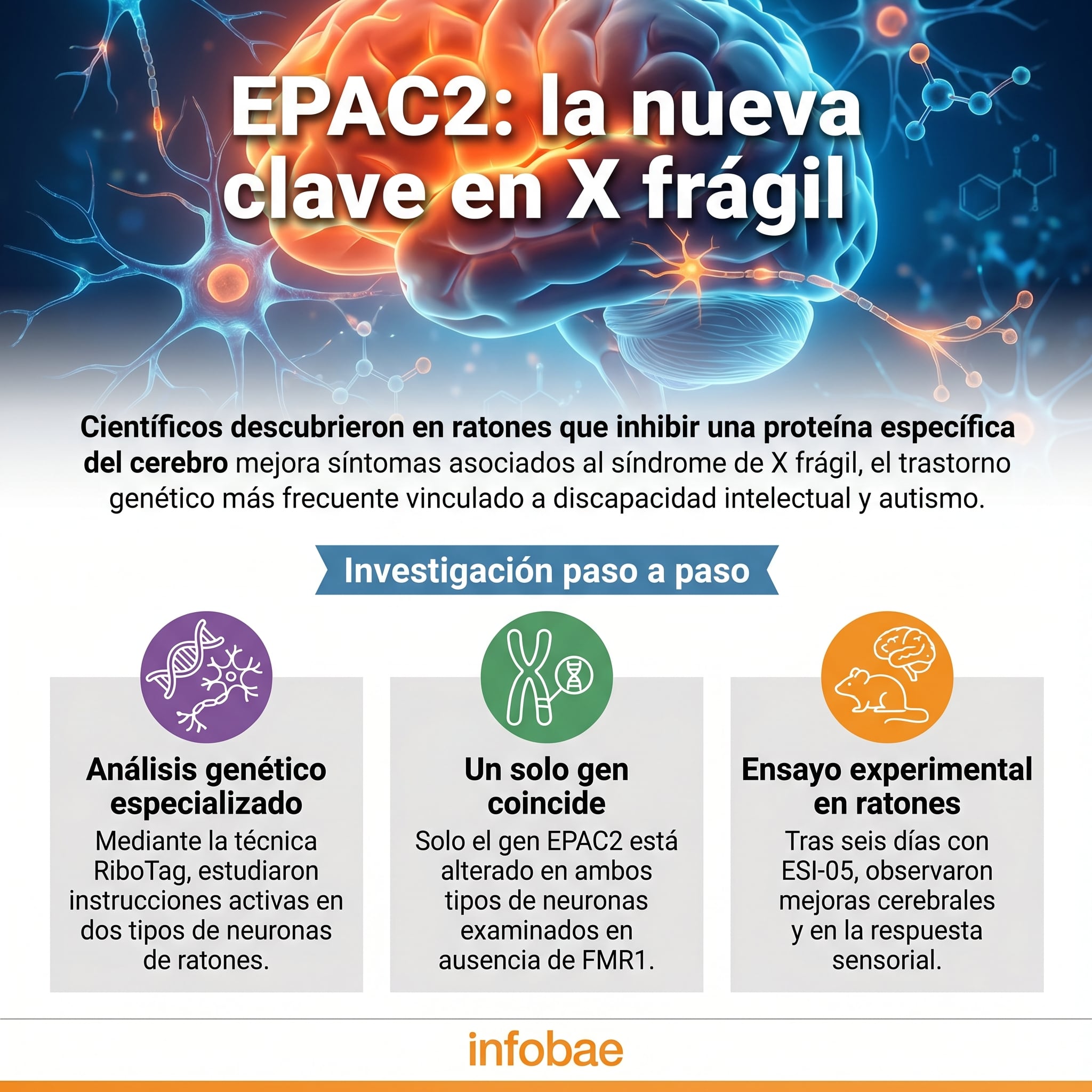 El síndrome de X frágil afecta a 1 de cada 2.000 varones y a 1 de cada 4.000 mujeres en todo el mundo (Imagen Ilustrativa Infobae)