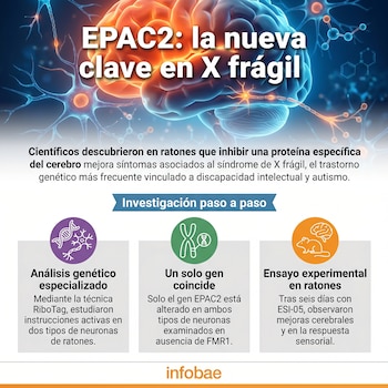 Infografía con un cerebro y neuronas, mostrando tres pasos de investigación sobre el síndrome de X frágil: análisis genético, el gen EPAC2 y ensayo en ratones.