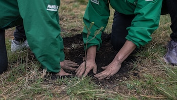 Gobierno de Sheinbaum decreta en el DOF el Día Nacional de la Reforestación