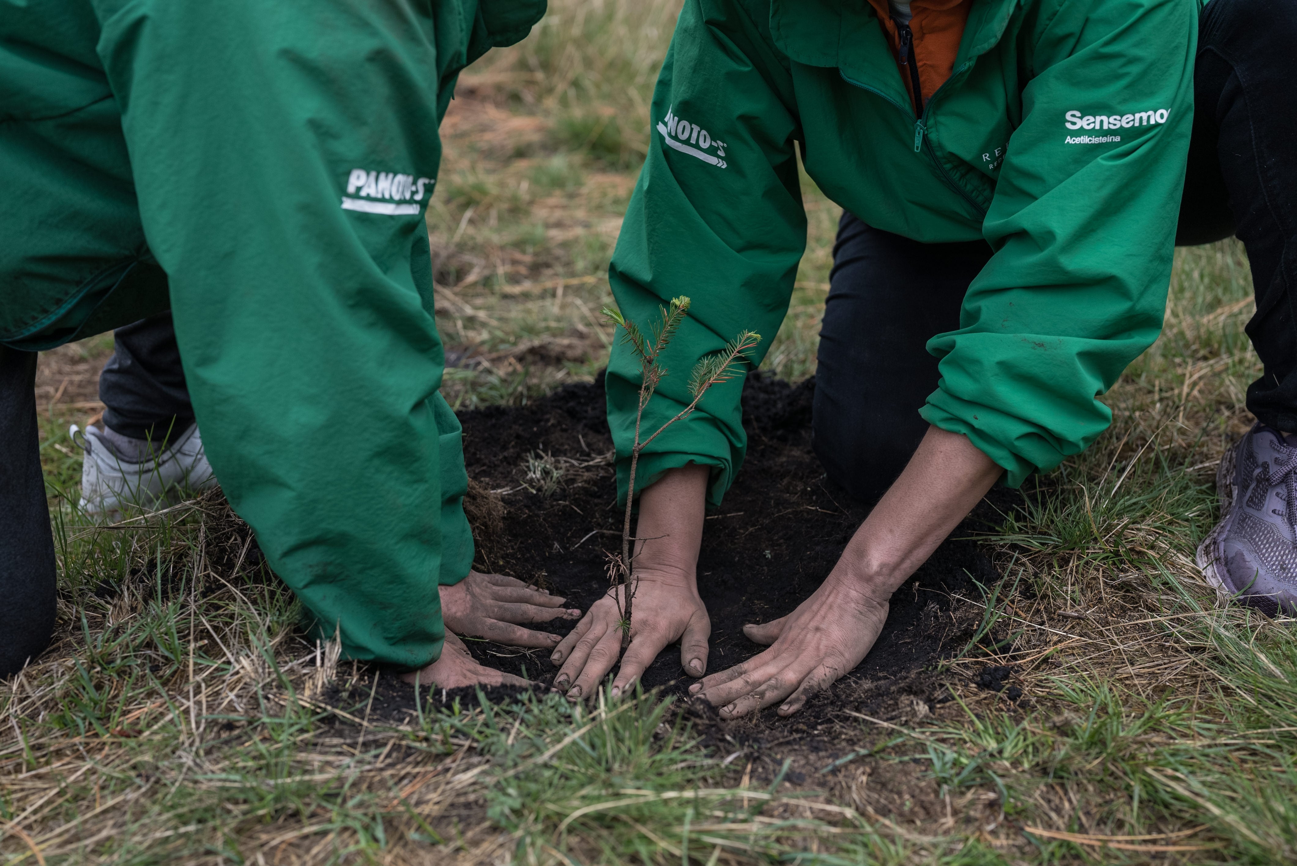 Gobierno de México decreta en el DOF el Día Nacional de la Reforestación