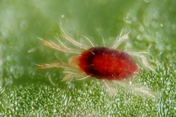 Si ves una araña roja en el balcón, retírala cuanto antes: por qué es tan importante deshacerse de este insecto y cómo evitar que entre a tu casa
