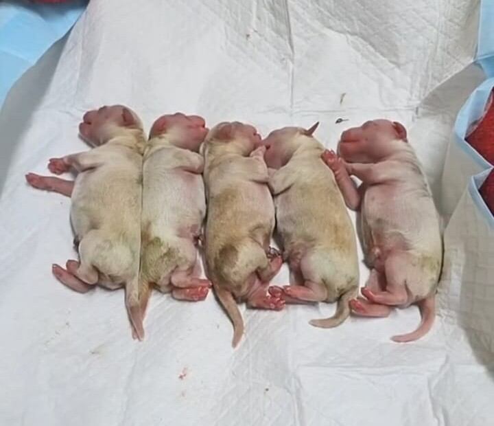 Los cachorros de Cereza han mostrado mayor estabilidad. Foto: (Captura de pantalla)