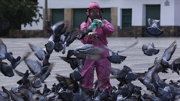 Hallan más de 50 palomas muertas en Bosa, sur de Bogotá: autoridades investigan el caso y crece la alarma por un posible riesgo en la zona